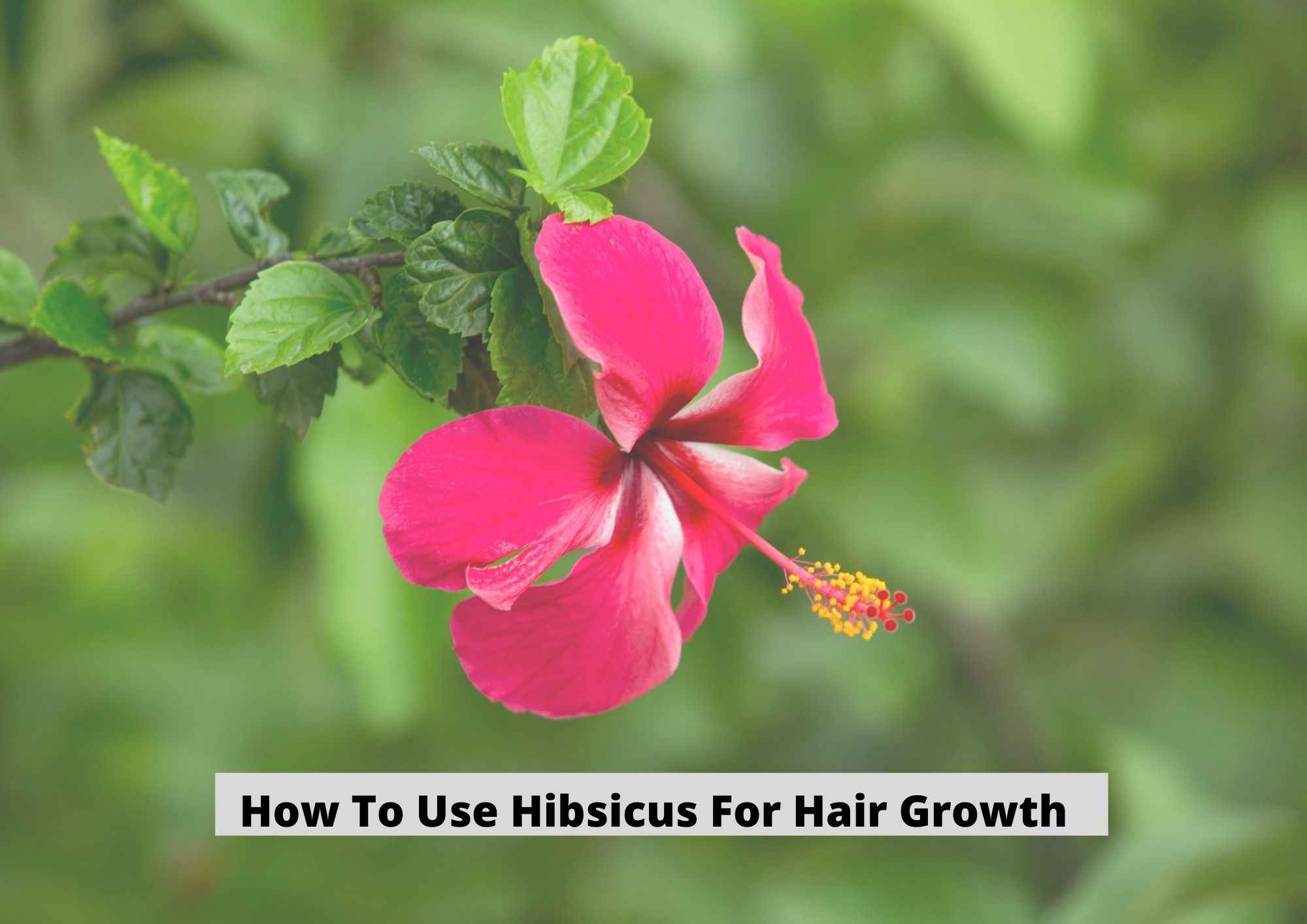 How To Use Hibiscus For Hair Growth 2021