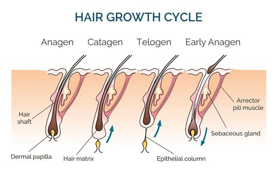 How to Increase Hair Growth Cycle 2023